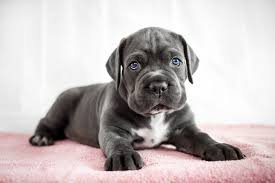 Is It Good to Buy Cane Corso Puppies Online?